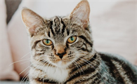 猫传腹病毒是阳性是什么意思呢