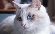 猫怀孕尿血是流产吗怎么办