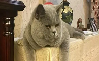 猫咪在不通风的房间会死吗