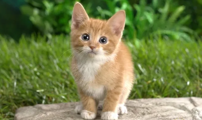 猫咪不排便什么原因