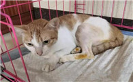 猫腿骨折表现有哪些