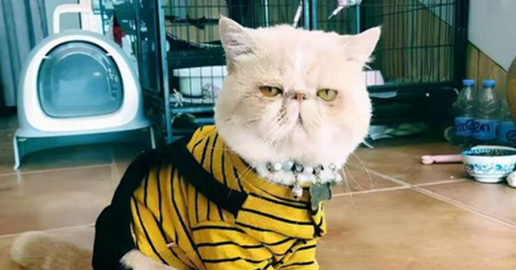 猫能吃芒果吗为什么不能吃