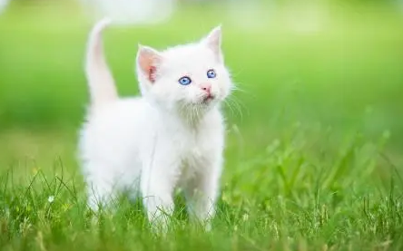 猫咪前爪挠地是什么意思 猫咪前爪挠地是什么意思