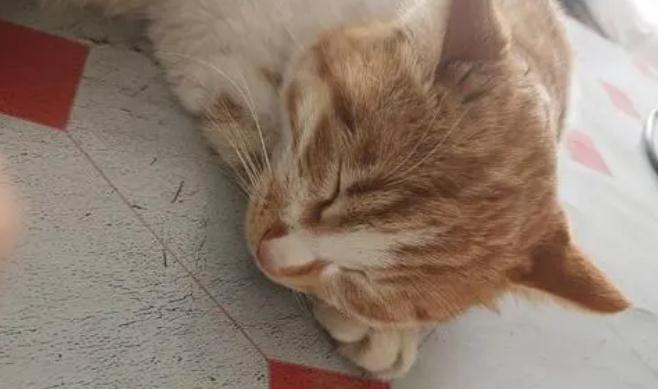 猫身体摸上去烫烫的没精神
