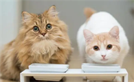 猫多大可以自己吃东西