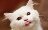 猫便血是怎么回事儿?