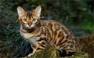 家猫和野猫的外表区别是什么