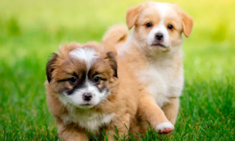 适合家养的小型犬 适合家养的小型犬