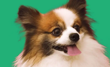狗狗下犬式是肚子疼吗 狗狗下犬式是肚子疼吗