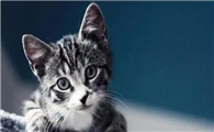 猫晚上会睡整夜吗为什么