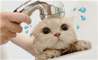 小猫咪可以用人用的沐浴露洗澡吗