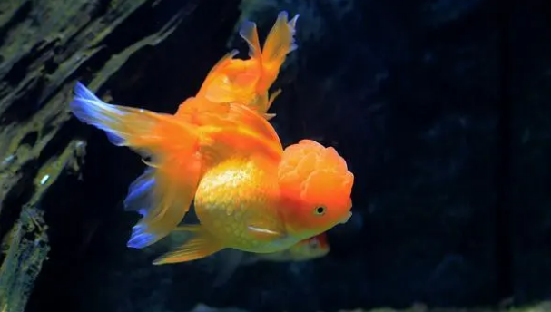 金鱼炸鳞怎么治疗 金鱼炸鳞怎么治疗