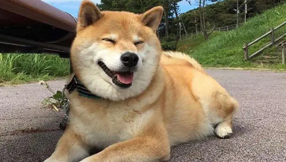 刚出生的小狗崽怎么护理