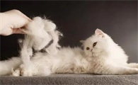 猫为什么掉毛那么严重啊