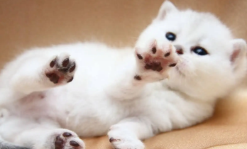 猫的寿命是多少年 猫的寿命是多少年