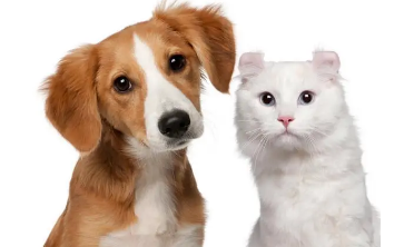 猫狗可以一起养吗