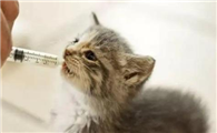 小奶猫一晚上不吃会死吗