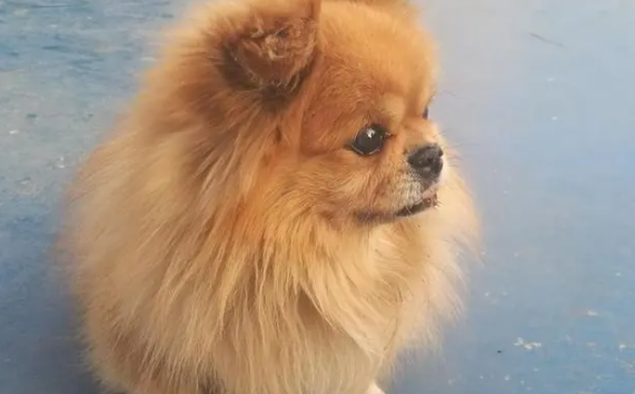 狗狗不吃东西还呕吐能活多久
