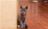 猫身上的寄生虫有哪些?