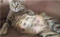 猫咪难产生不出来怎么办