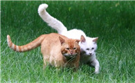 怎样把野猫驯服成家猫