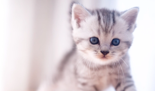 猫便便带血是怎么了