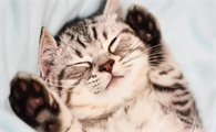 夏天猫窝需要凉席吗