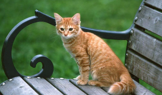 猫咪的小鸡突然出来了收不回去