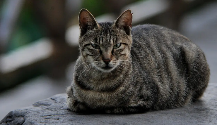 你知道外国是如何评价中国狸花猫的吗? 你知道外国是如何评价中国狸花猫的吗?