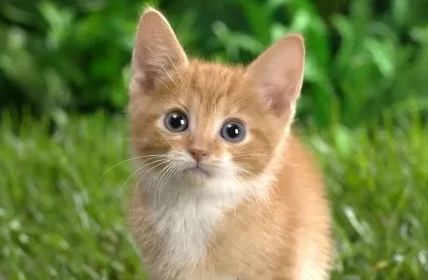 猫身上的跳蚤怎么清除干净