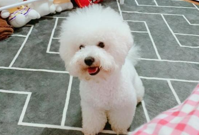狗被喷了灭蚊剂一直叫怎么办呢 狗被喷了灭蚊剂一直叫怎么办呢