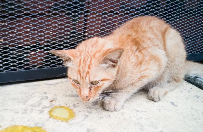 2个月的小猫吐了是什么原因引起的 2个月的小猫吐了是什么原因引起的