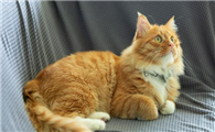 公猫几个月可以生小猫比较好