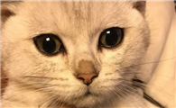 猫咪鼻子热热的怎么回事