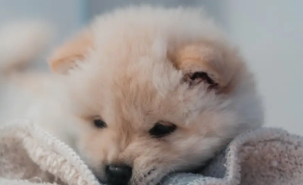 狗狗能吃核桃仁吗 狗狗能吃核桃仁吗