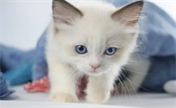 猫咪拉肚子了吃什么药效果最好