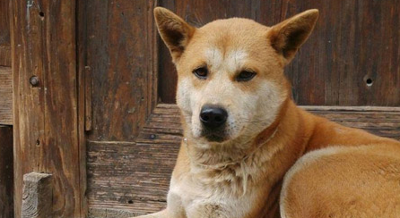 狗狗冠状是什么症状 狗狗冠状是什么症状
