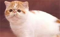 猫身上的跳蚤怎么办怎么彻底消灭它