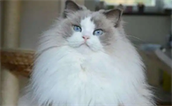 猫适合的室温是多少度