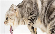 猫吐清水一样的液体精神很好