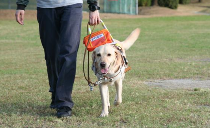 导盲犬不会对路人怎样 导盲犬不会对路人怎样