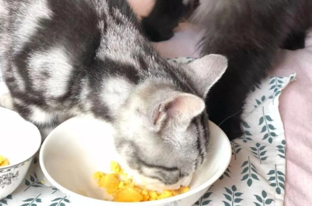 猫咪除了吃猫粮还能吃什么辅食