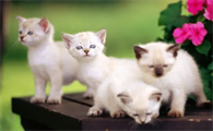 野猫可以喂什么东西