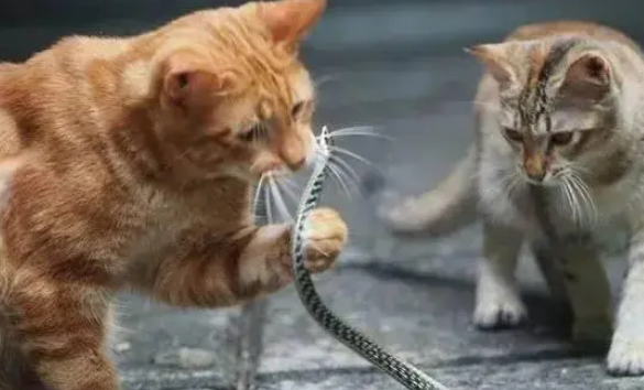 猫被蛇咬了口吐白沫还能活吗 猫被蛇咬了口吐白沫还能活吗