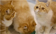 猫吐了是怎么回事儿也不吃了