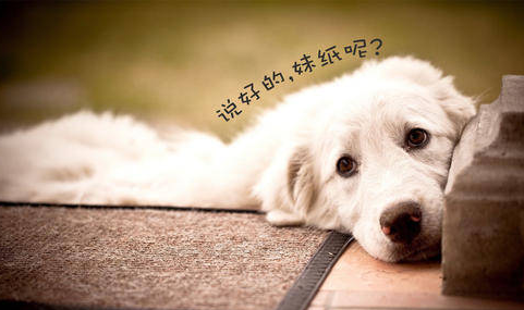 蓝眼病泰迪犬怎么治疗最好 蓝眼病泰迪犬怎么治疗最好