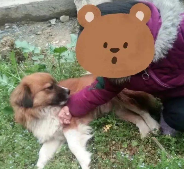 娘家6岁土狗徒步10公里探望出嫁小主人：不放心，突击检查