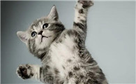 猫咪宫缩是怎样的
