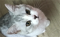 猫咪鼻子干燥没精神一直睡觉吃啥药