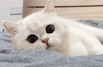 满月小猫吃什么东西 满月小猫吃什么东西
